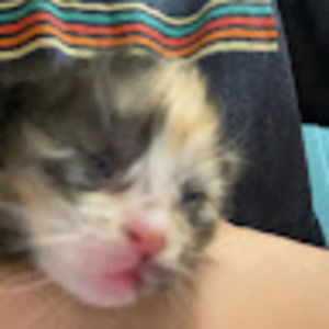 Meet your Posher, 5cheerios